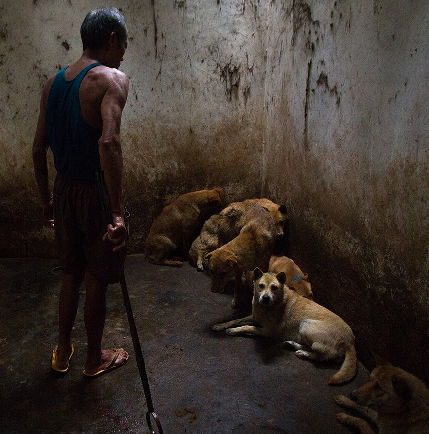 Dogs in a slaughterhouse