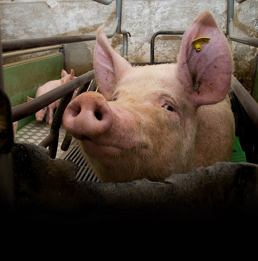 Mother pig in a crate