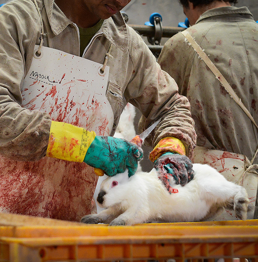 Rabbit in a slaughterhouse