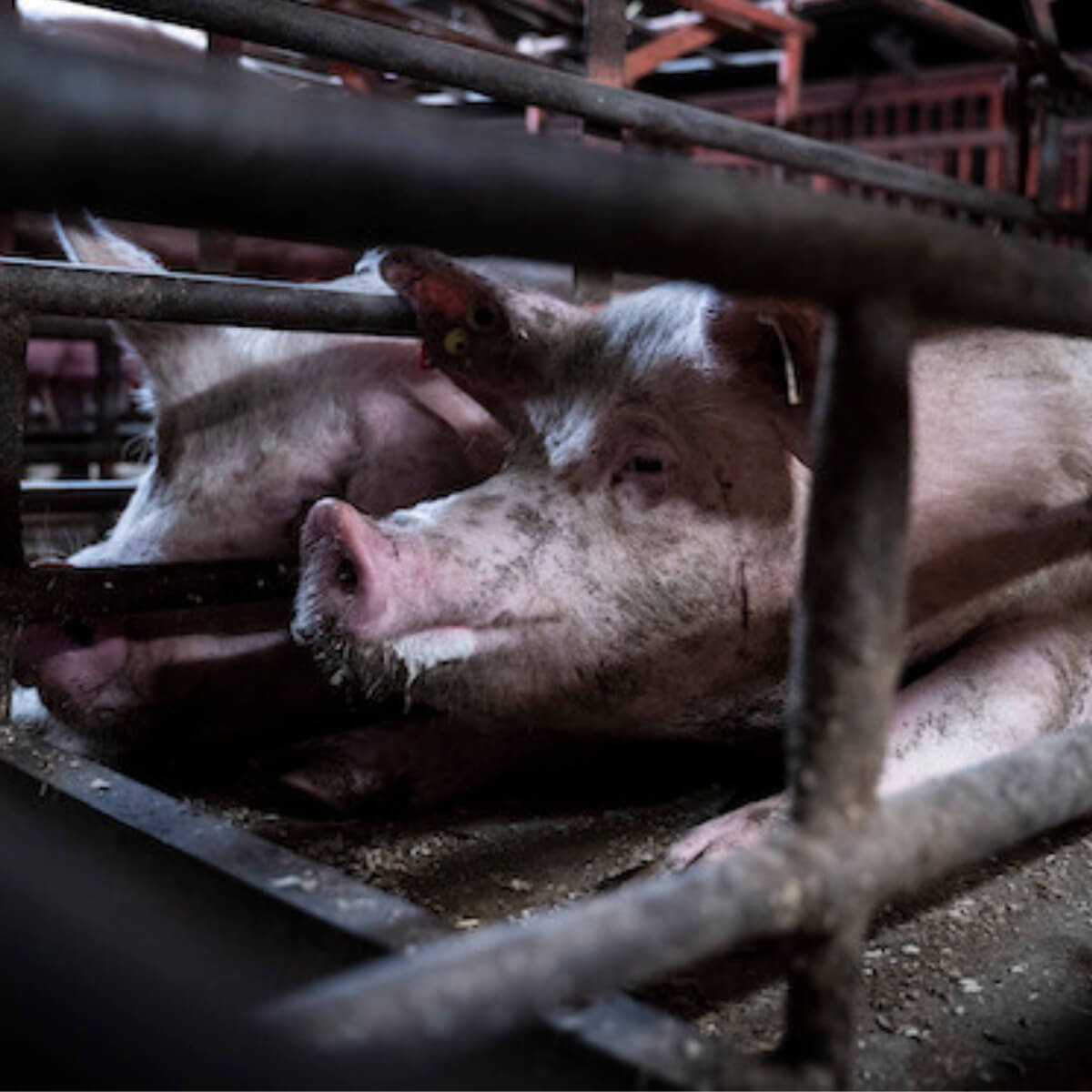 female pigs in crates barely bigger than their body