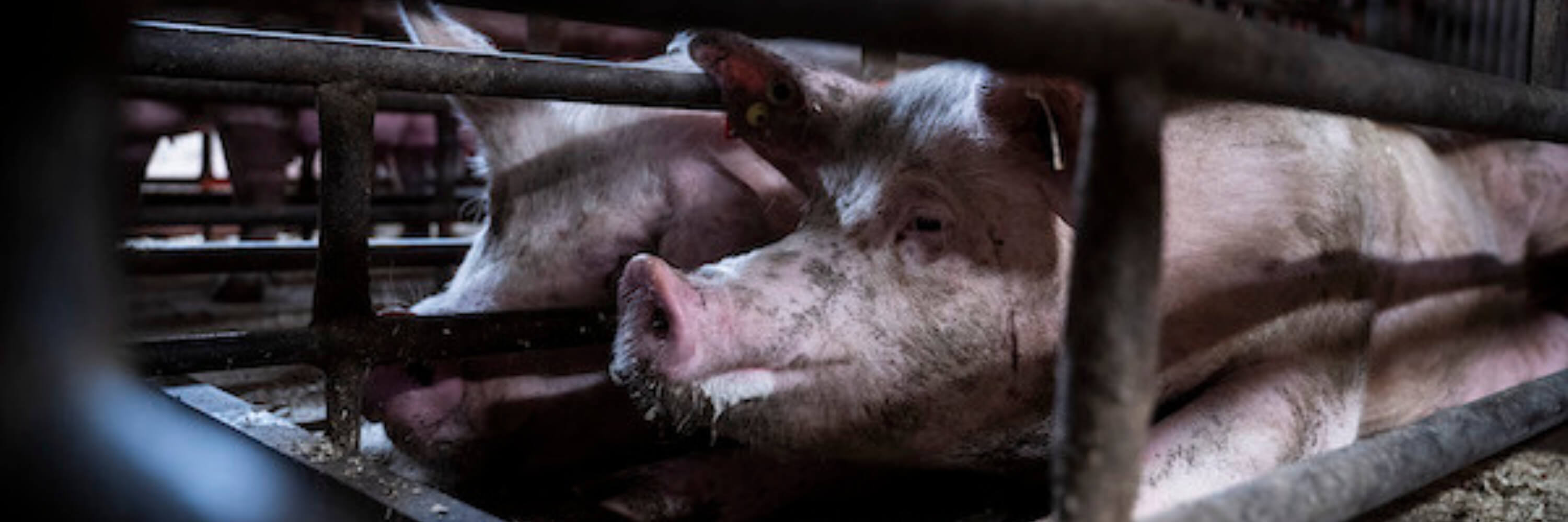 female pigs in crates barely bigger than their body