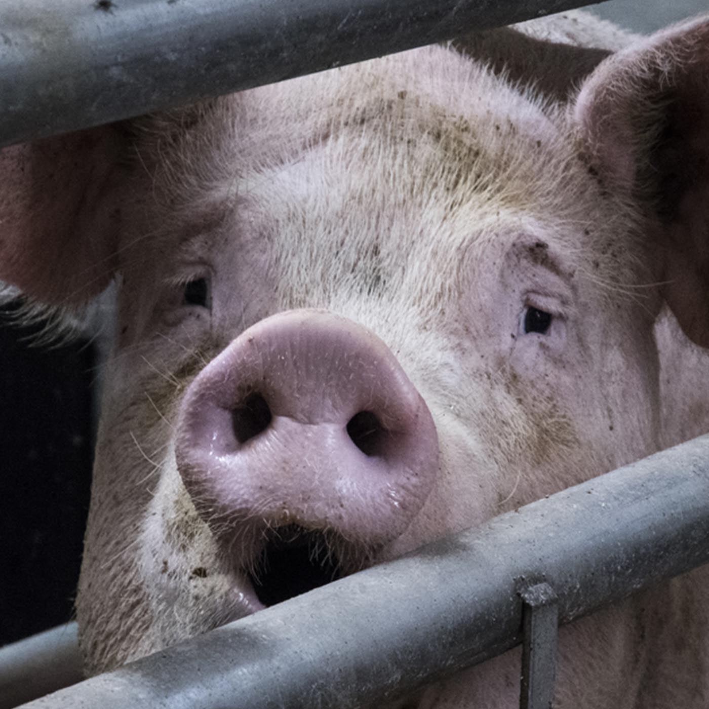 Head,Domestic pig,Snout,farmed animal,Close-up