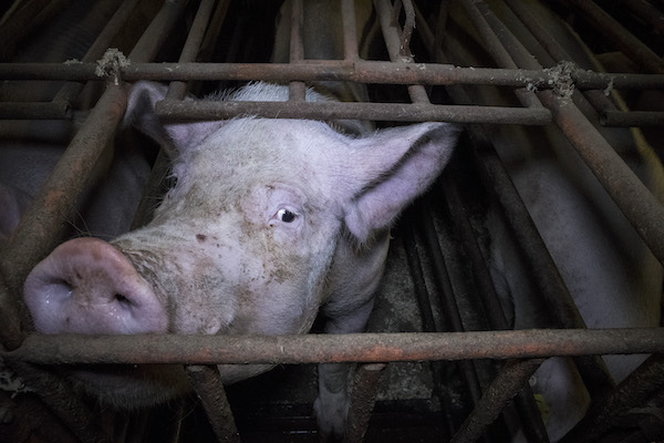 Female pig in a cage