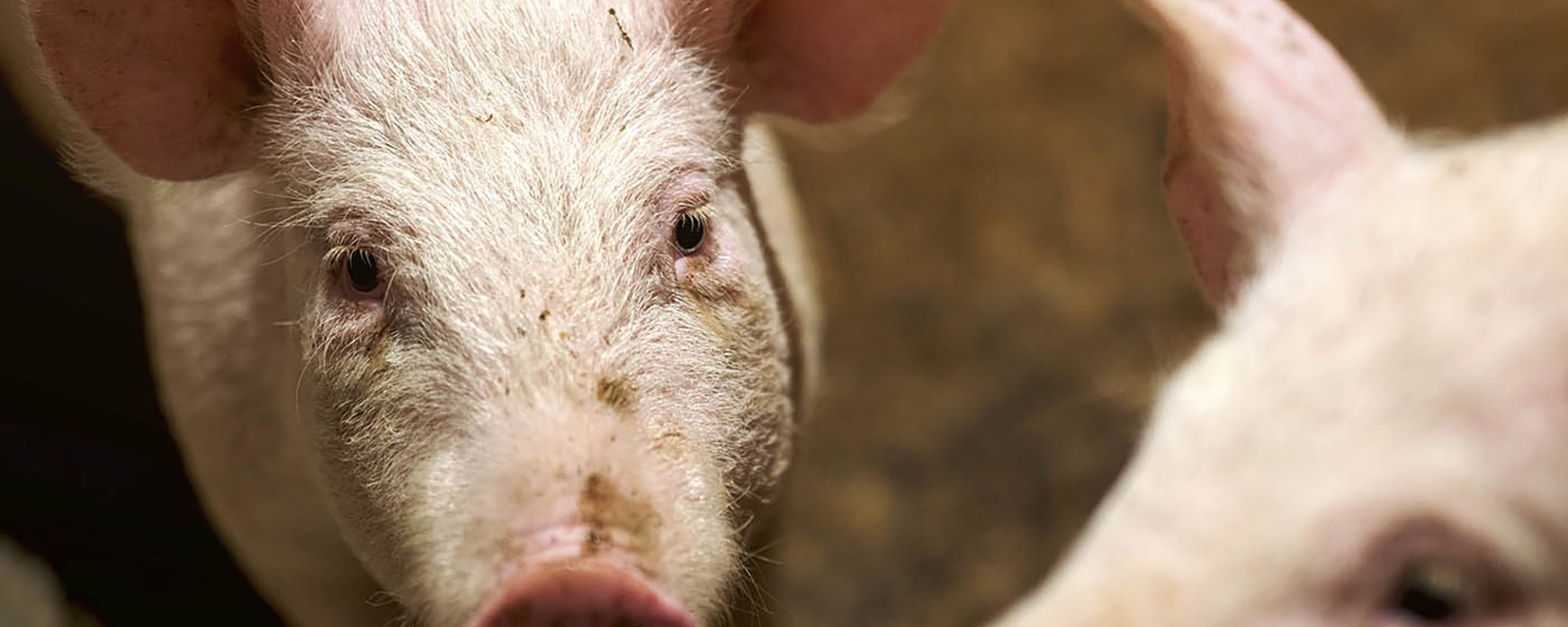 Head,Whiskers,farmed animal,Snout