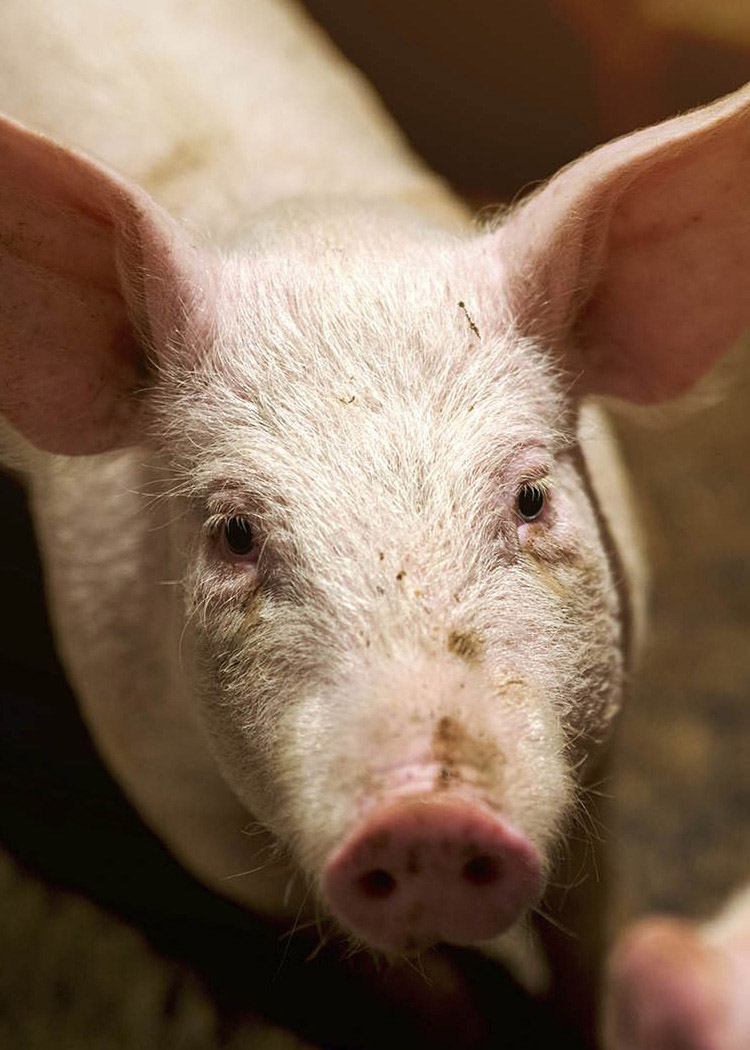 Head,Jaw,Mammal,Domestic pig,Snout