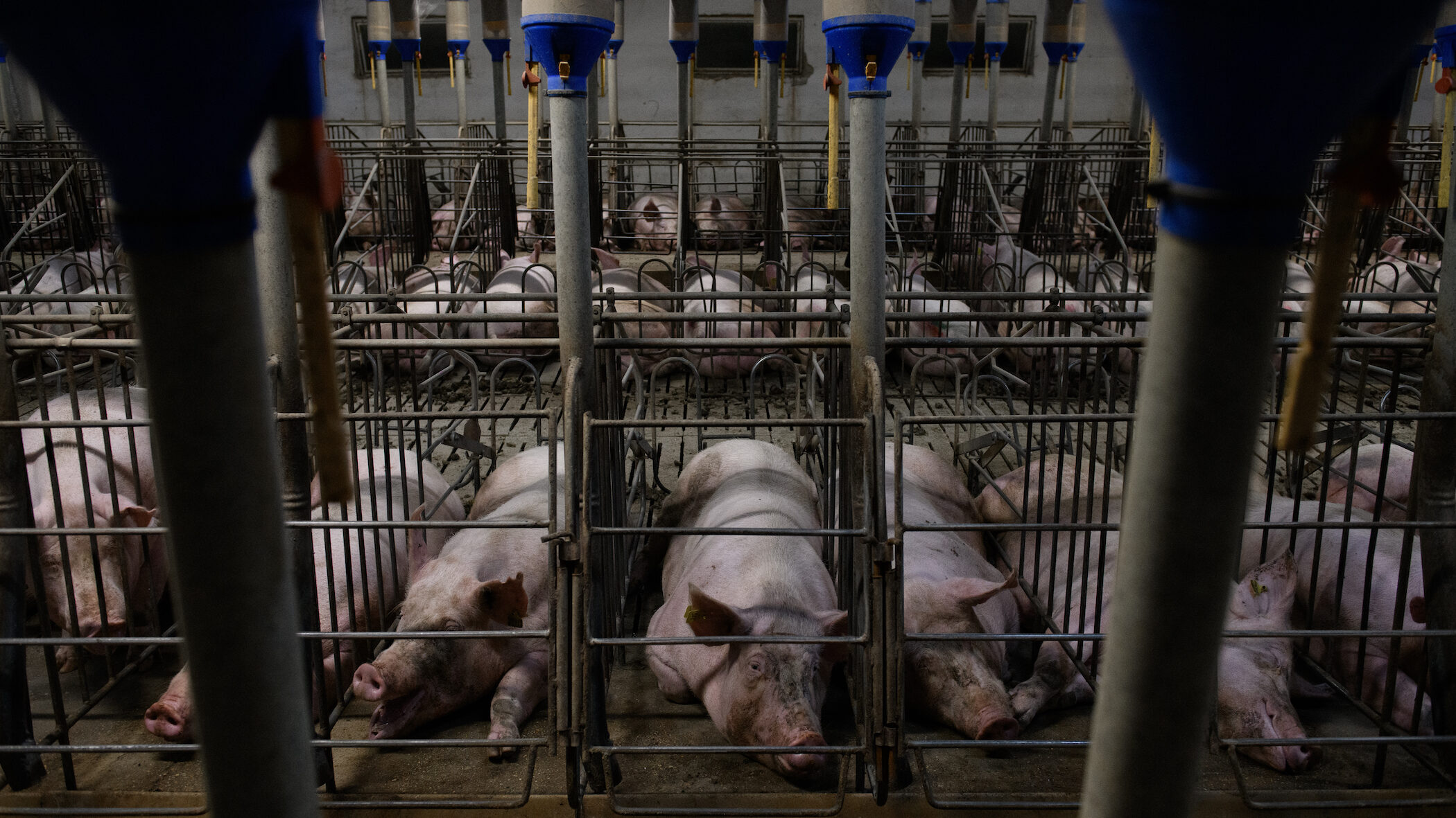 Pigs confined in gestation cages during their pregnancy