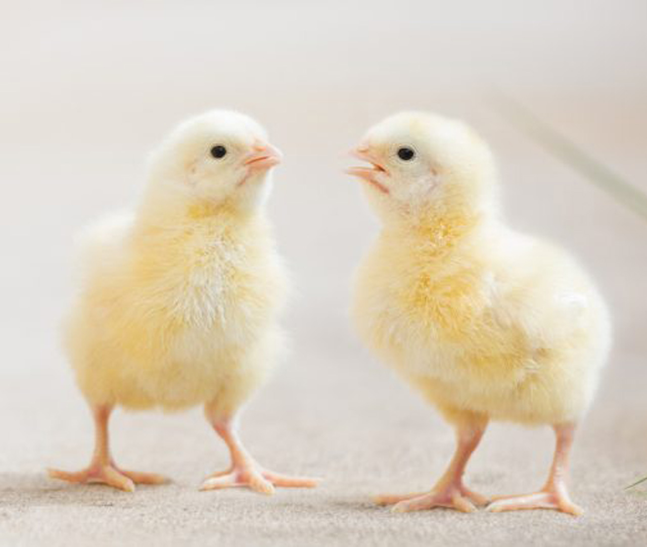 Bird,Beak,Chicken,Feather,farmed animal,Tail