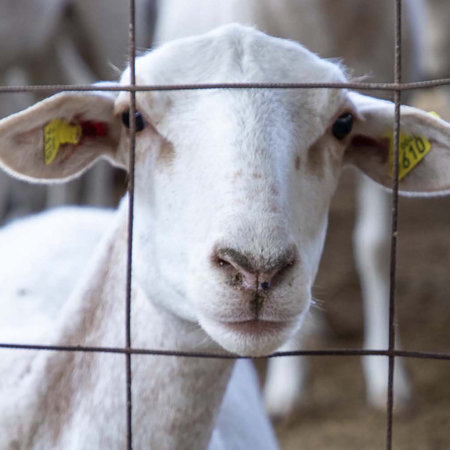 Plant,Human body,Goat,Fence,farmed animal,Snout
