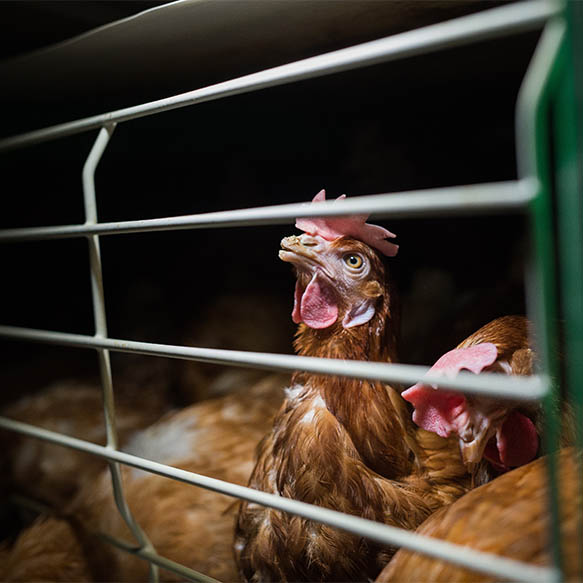 Bird,Chicken,Comb,Beak,Liver,Fence,Feather
