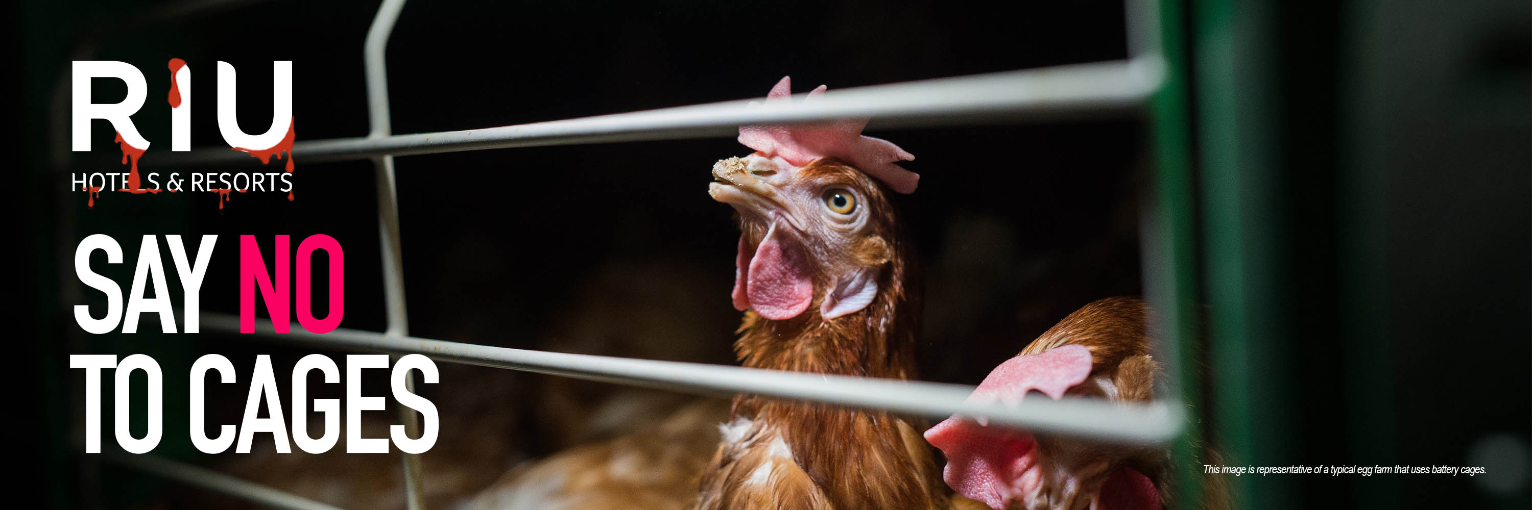 Bird,Comb,Chicken,Beak,Human body,Rooster,Feather