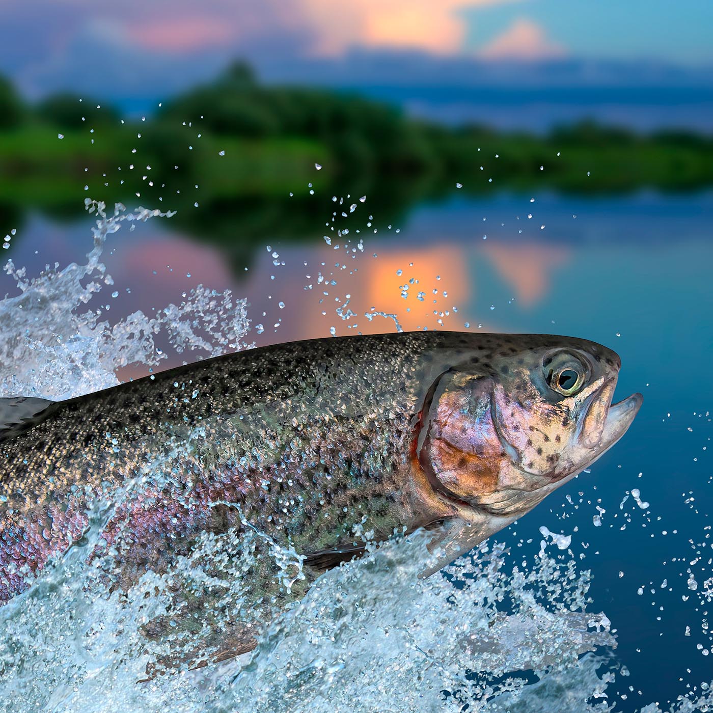 Water,Liquid,Nature,Sky,Fish,Body of water,Watercourse