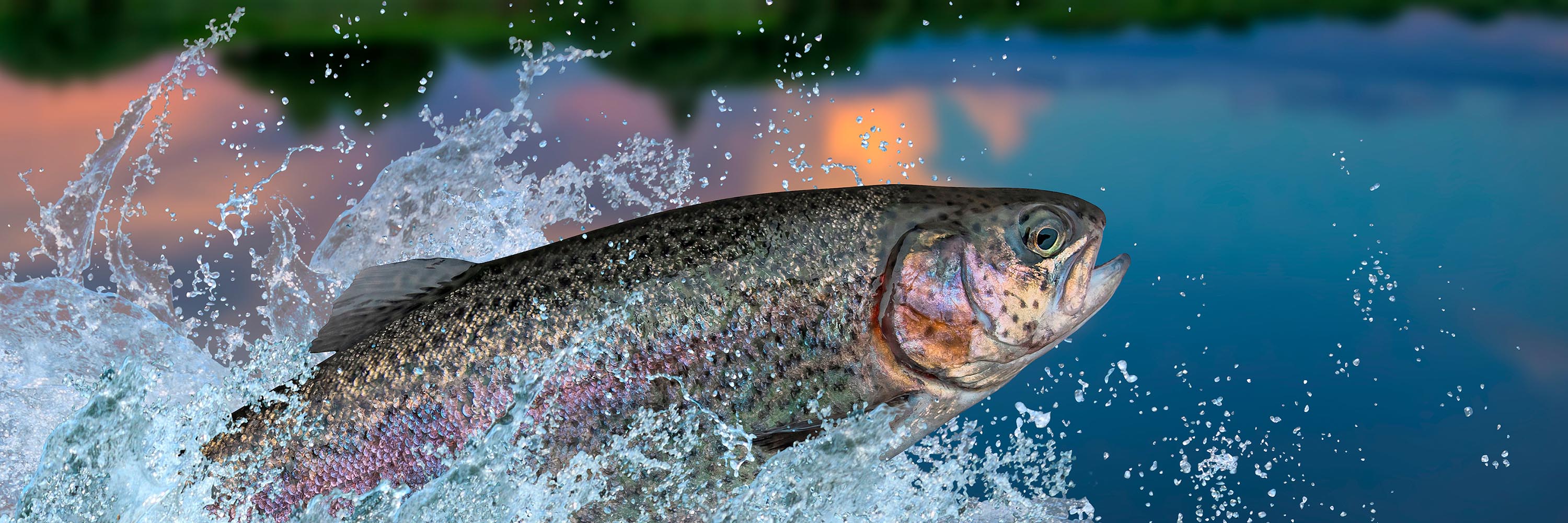 Water,Liquid,Fin,Fish,Ray-finned fish,Salmon-like fish