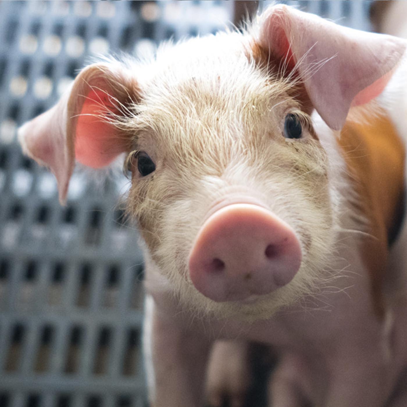 Domestic pig,Snout,Close-up,farmed animal,Whiskers,Event,Circle