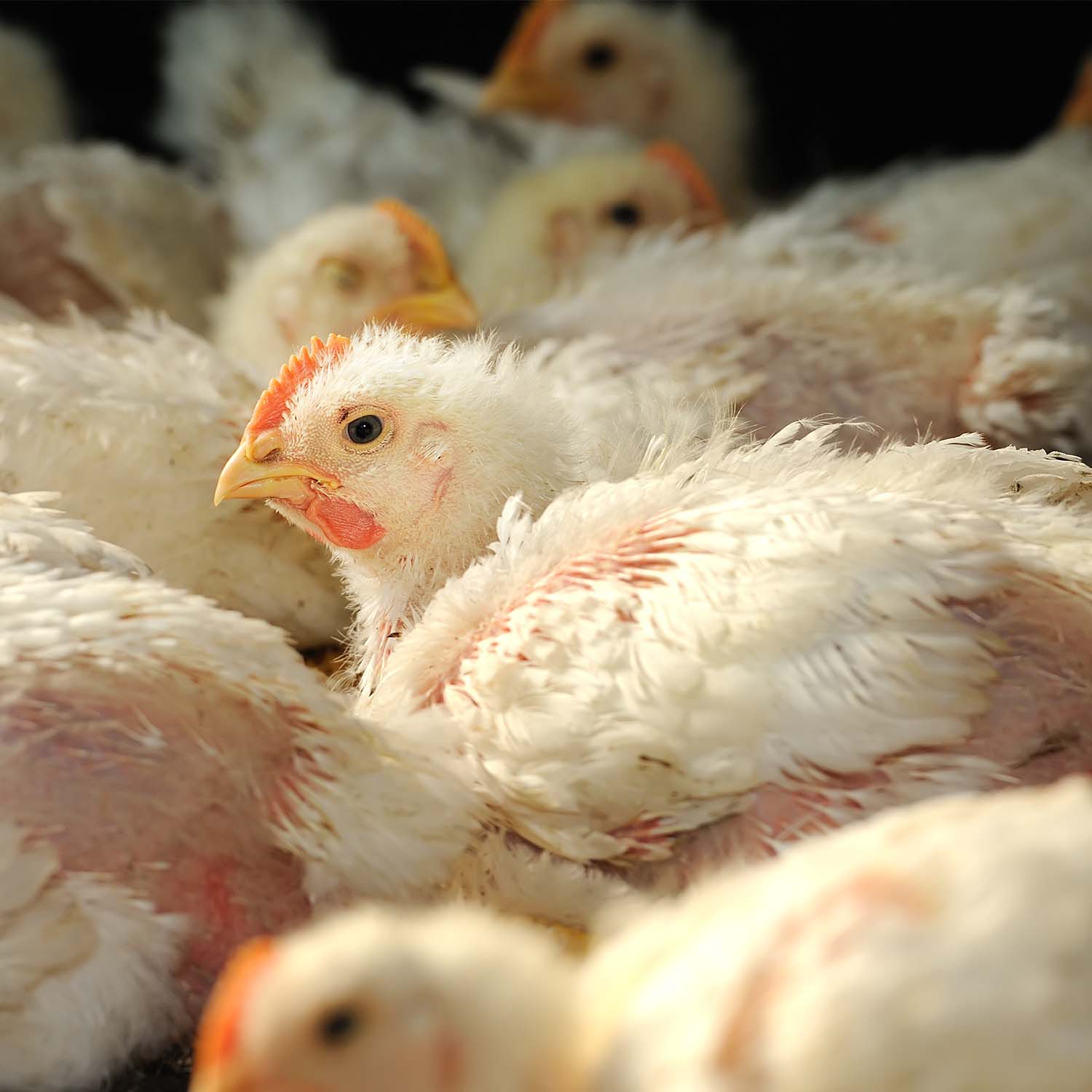 chicken