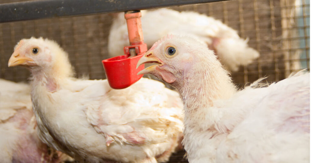 chickens