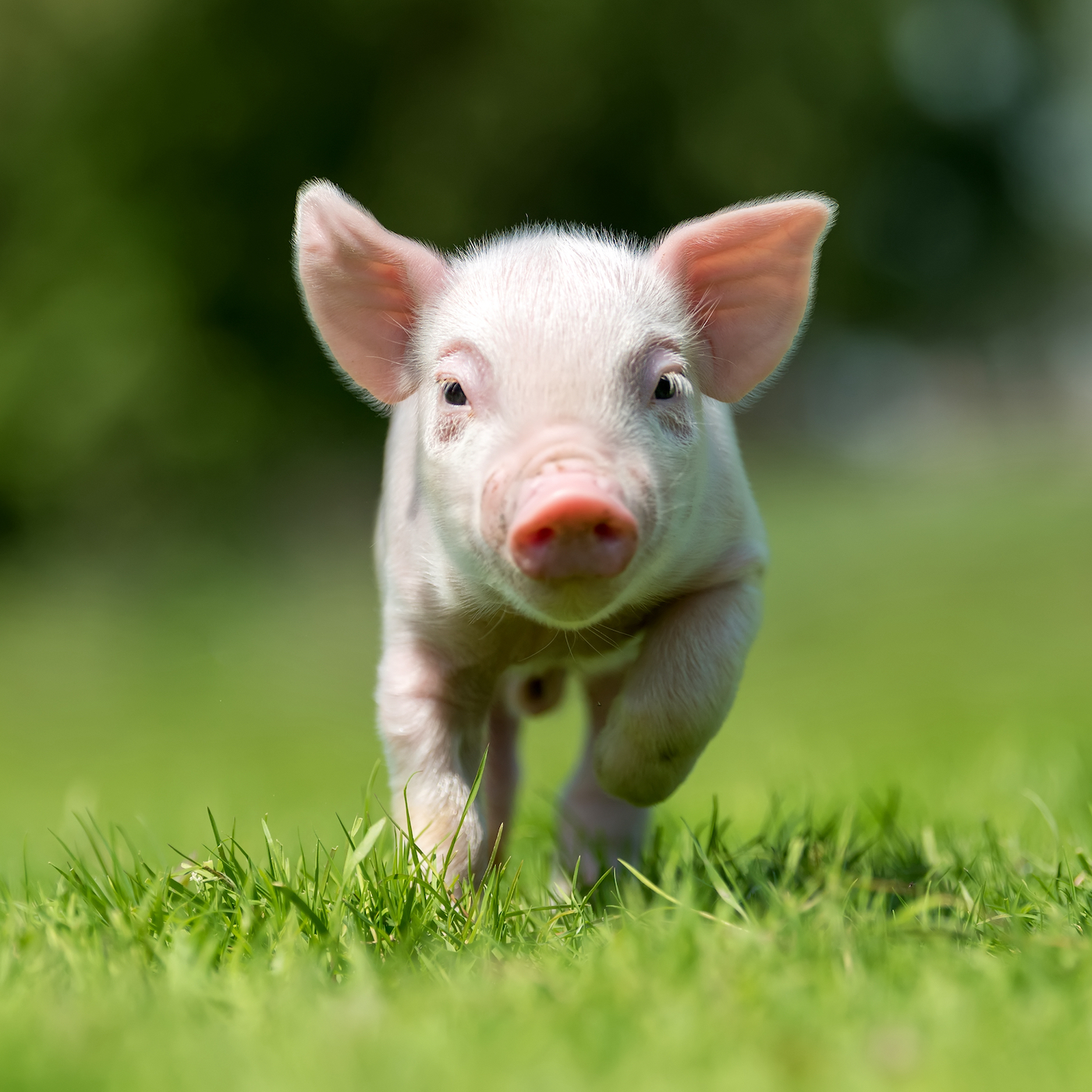 Grass,Whiskers,Rodent,Tail,farmed animal,Grassland,Mouse