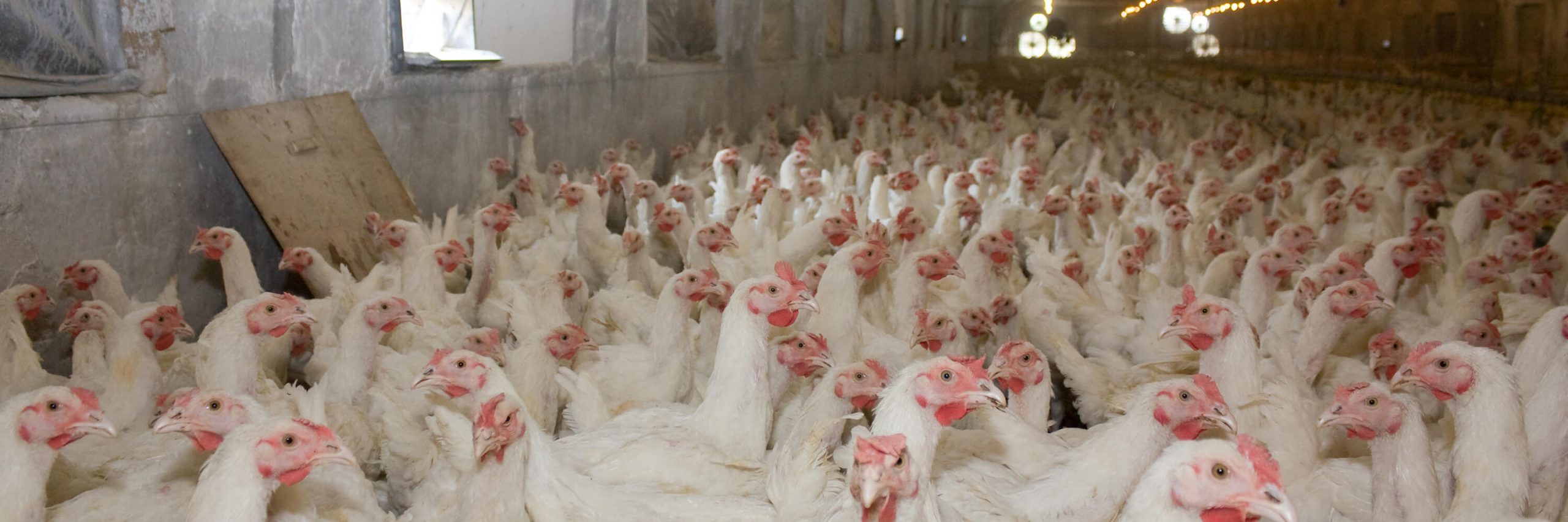 Bird,Beak,Pink,Chicken,farmed animal,Comb,Fowl