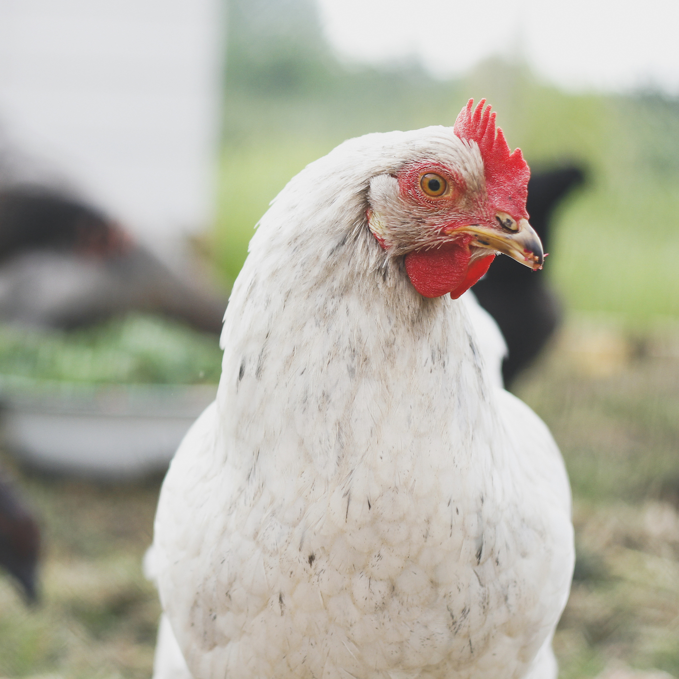 Head,Bird,Chicken,Comb,Beak,Feather,farmed animal