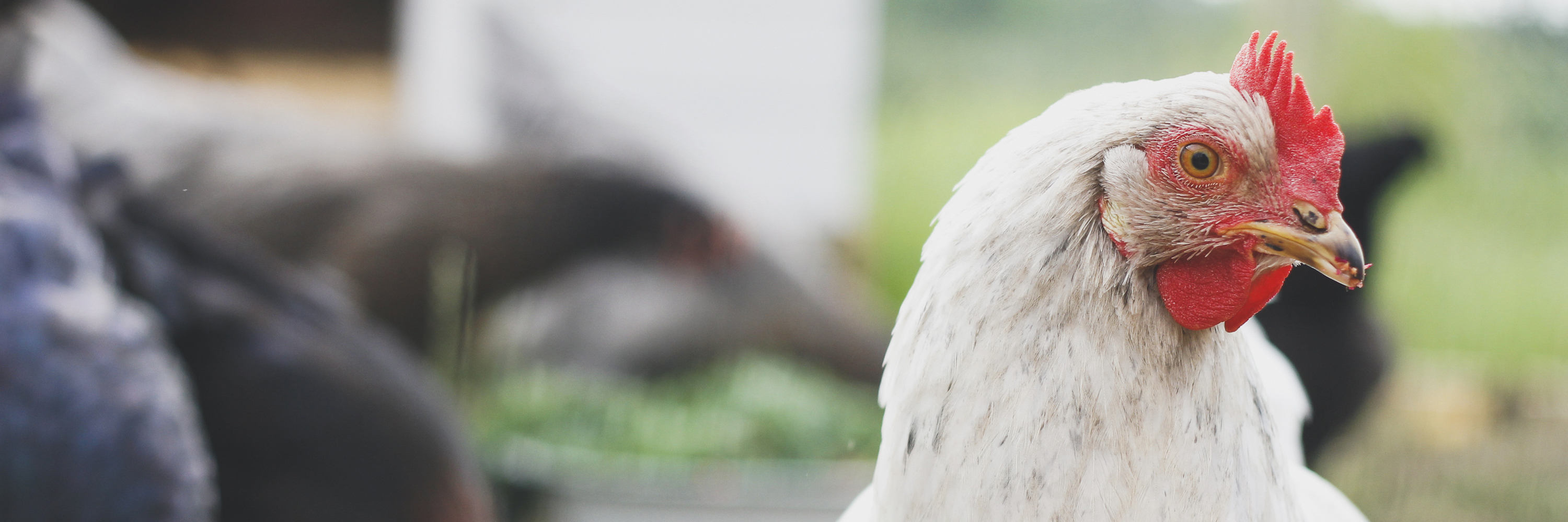 Bird,Chicken,Beak,Comb,Grass,Feather