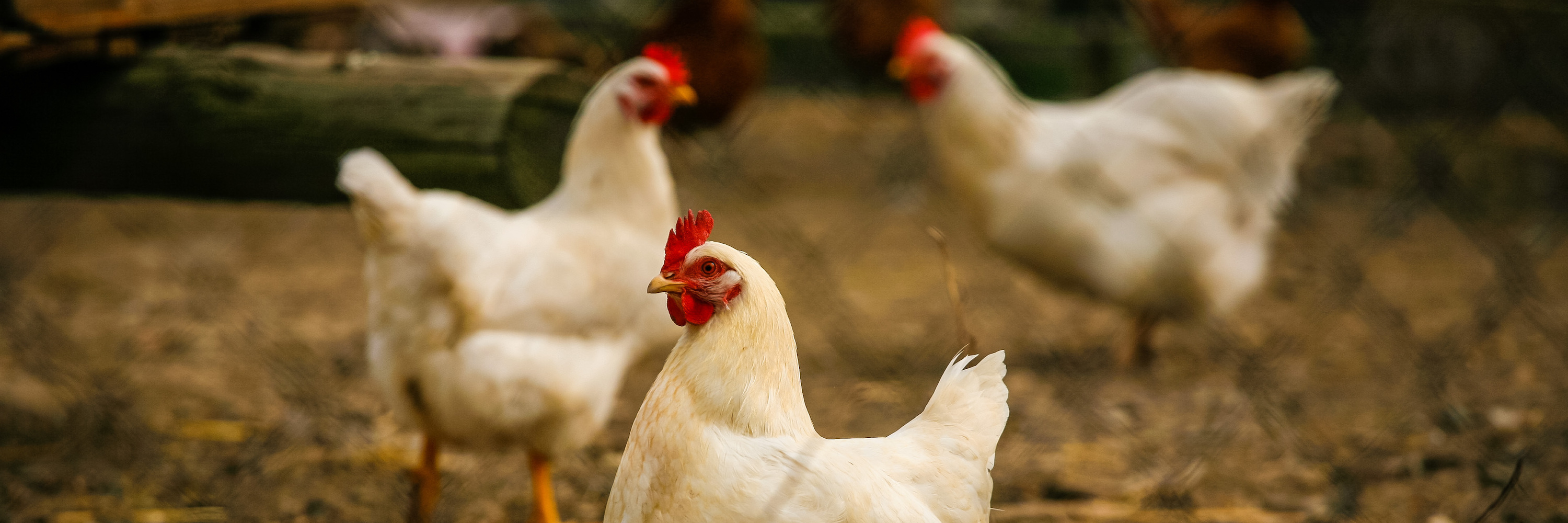 Photograph,White,Nature,Comb,Chicken,Bird,Beak