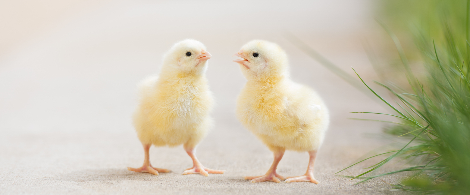 Bird,Beak,Feather,Plant,Chicken,farmed animal,Water bird