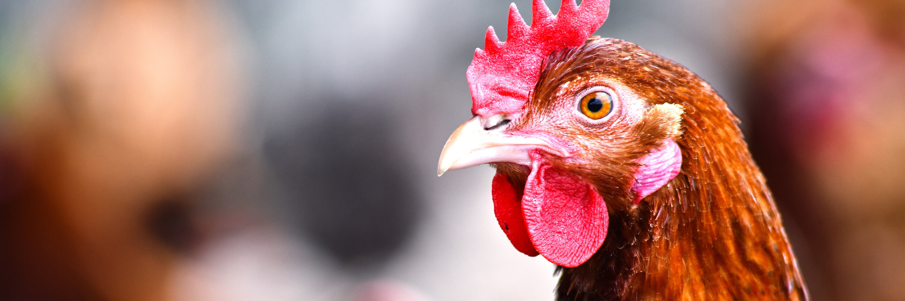 Head,Bird,Comb,Chicken,Beak,Rooster,Feather