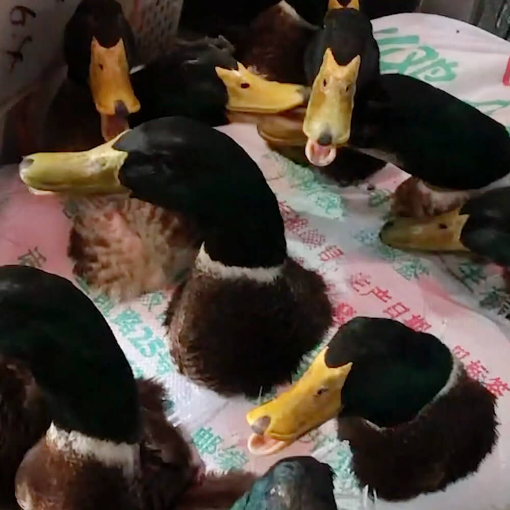 Bird,Black,Beak,Mammal,Yellow,Ducks, geese and swans