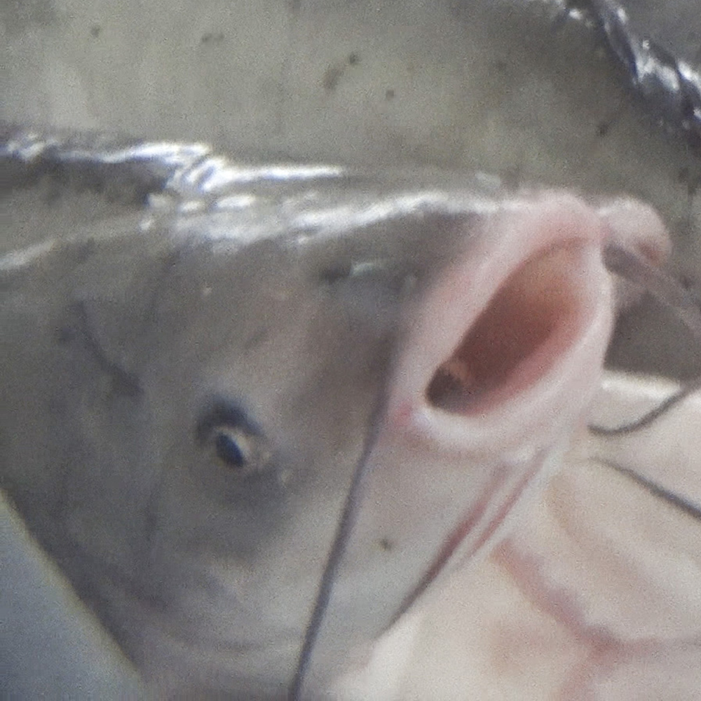 Iris,Snout,Fish,Liquid,Whiskers