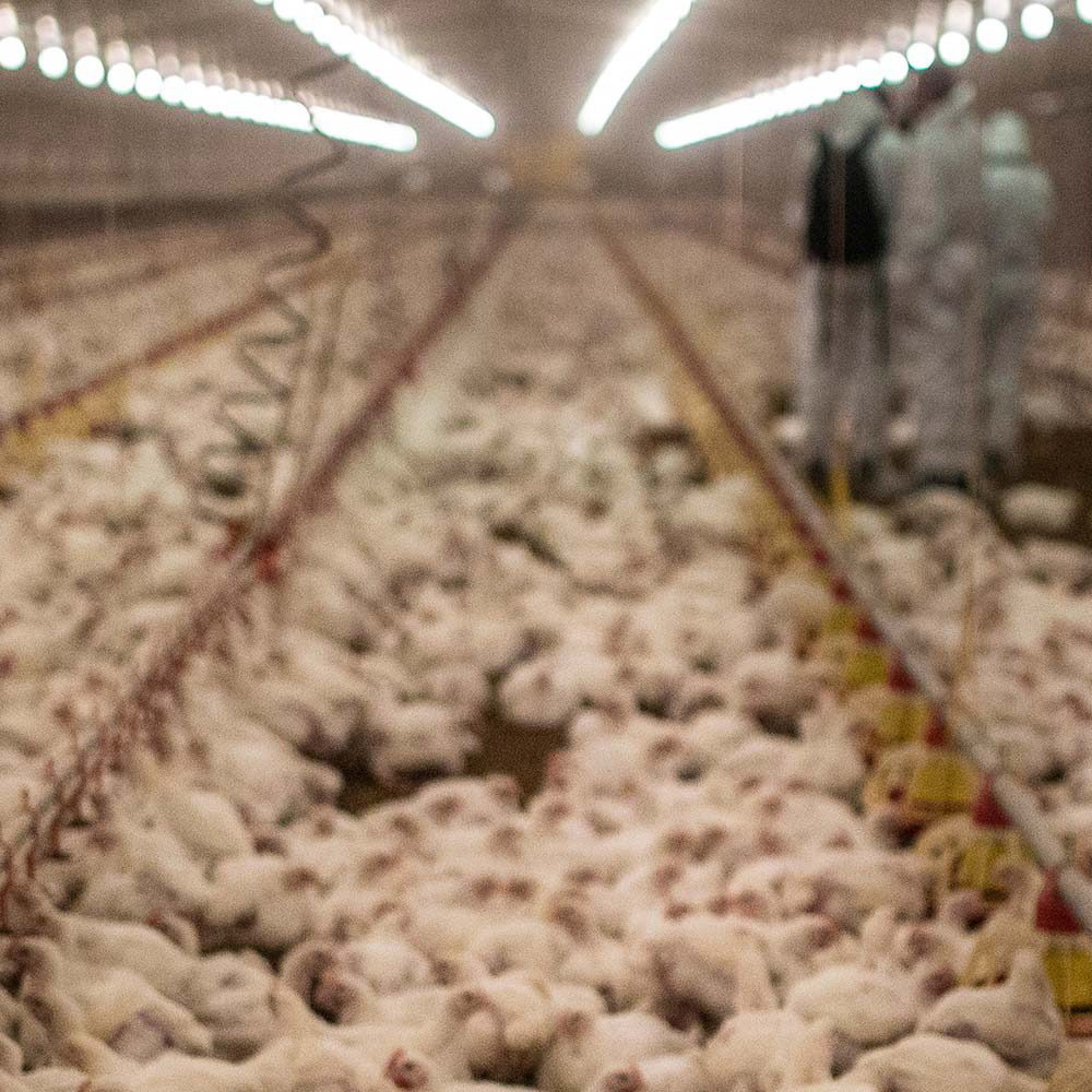 Natural foods,Ingredient,farmed animal,Soil,Local food,Agriculture,Flooring
