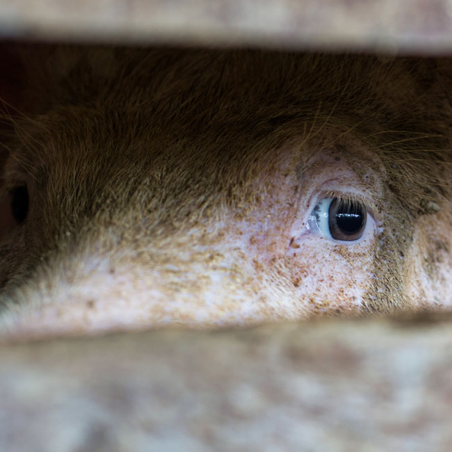 Iris,Whiskers,Snout,Wildlife