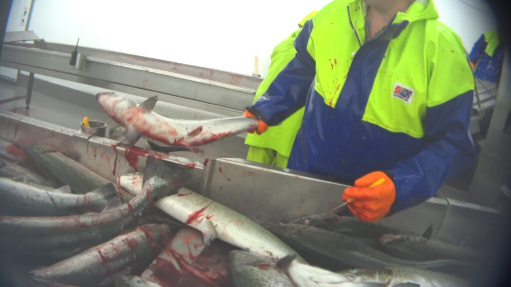 Fish slaughterhouse
