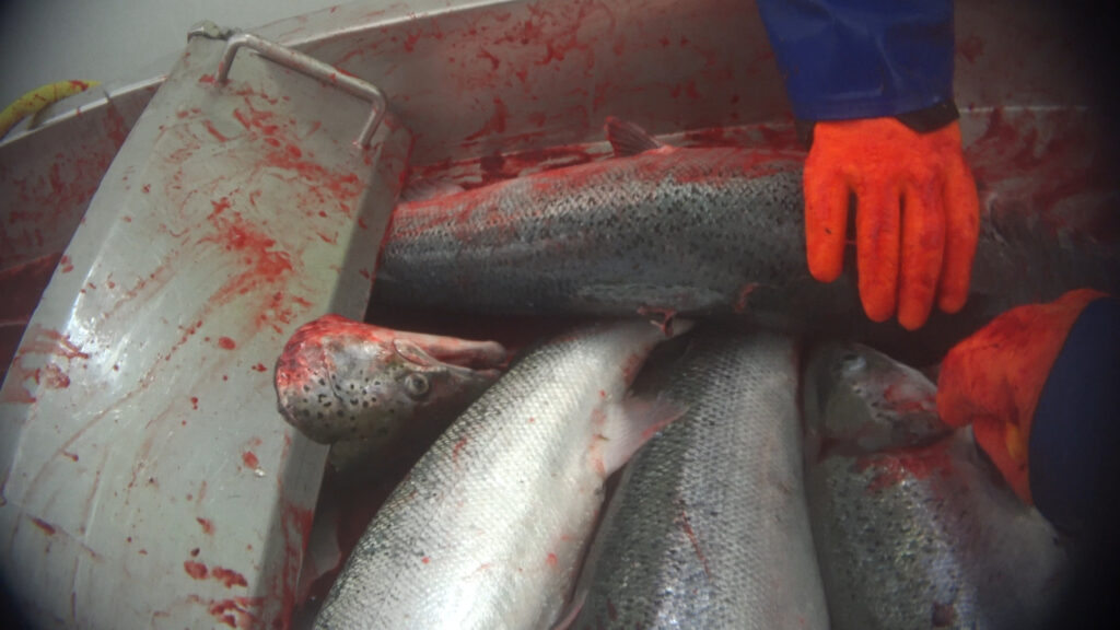 Fish slaughterhouse