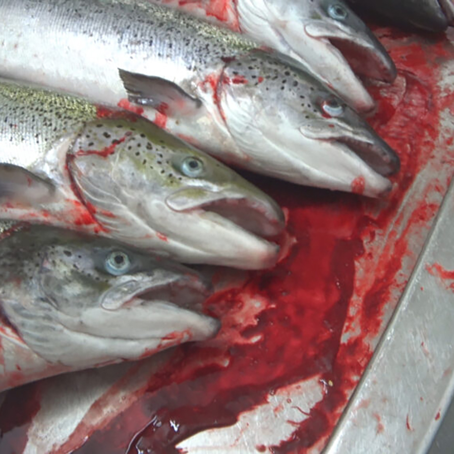 Fish slaughterhouse