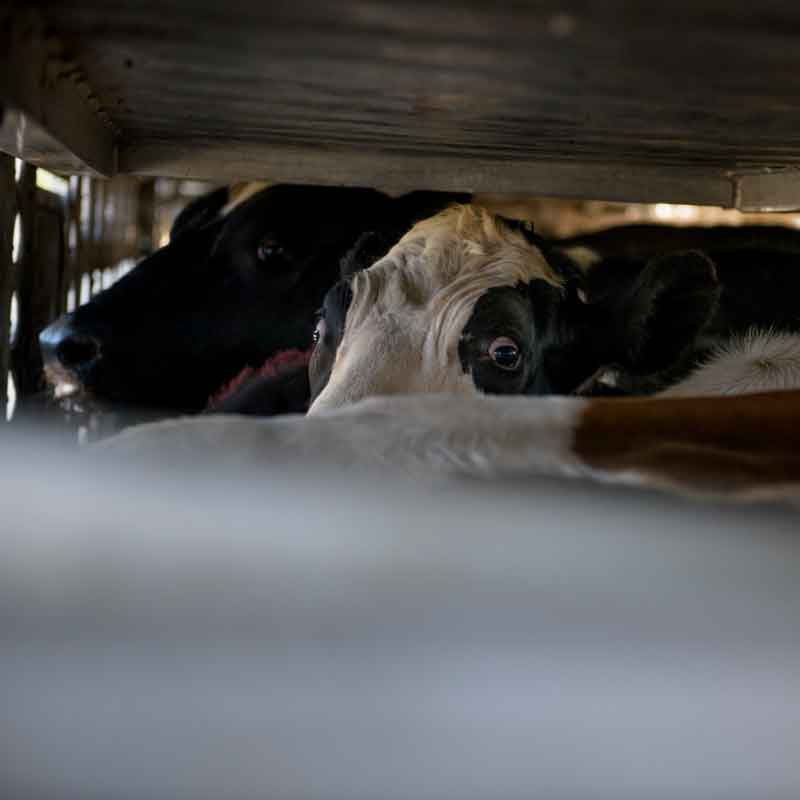 cows, transport