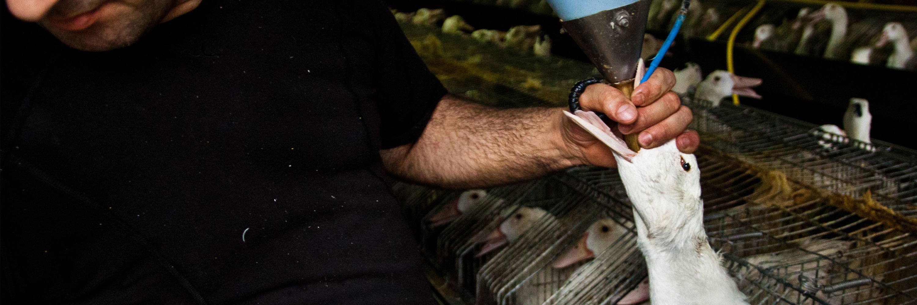 Hand,Wrist,Glass,Fish,Soil,Elbow