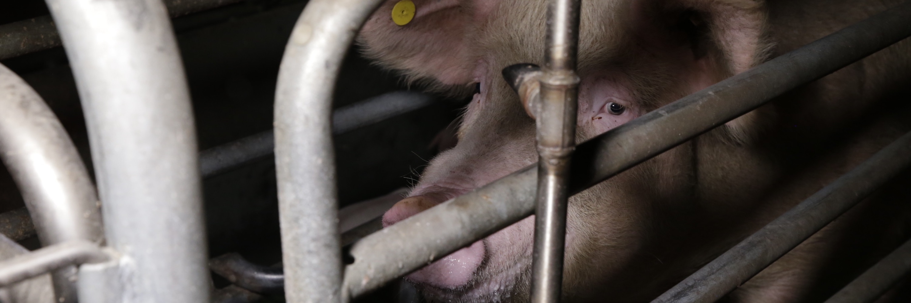 Jaw,Snout,Whiskers,Close-up,Animal shelter,Macaque,Primate