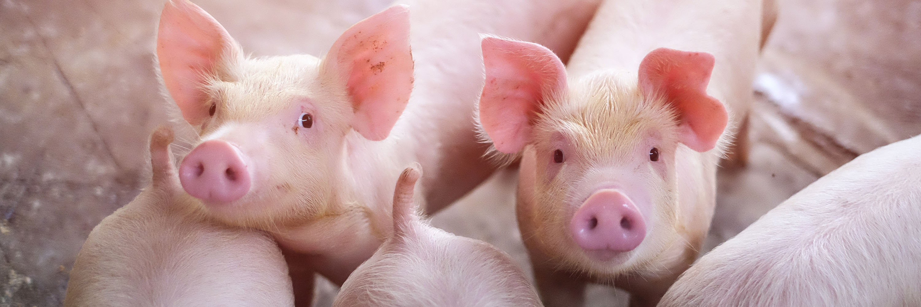 Two Piglets