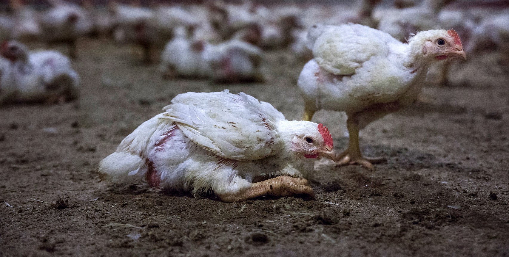 Chicken with leg joint problems
