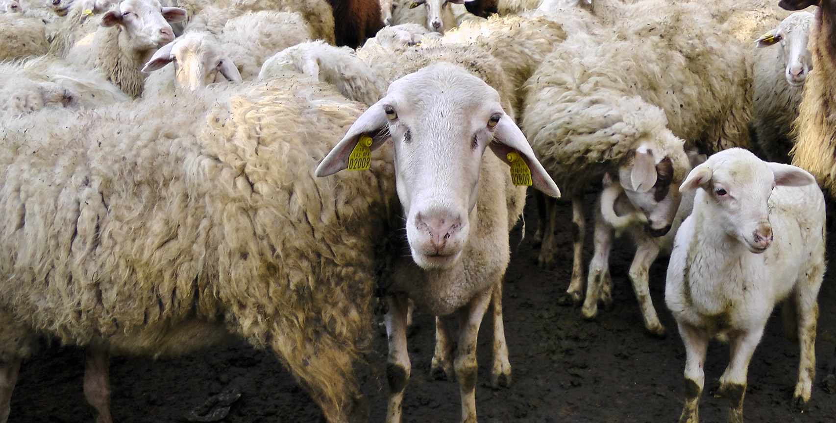 Sheep and lambs