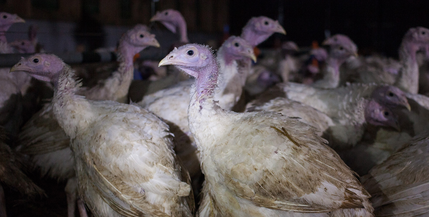 Turkeys in a factory farm