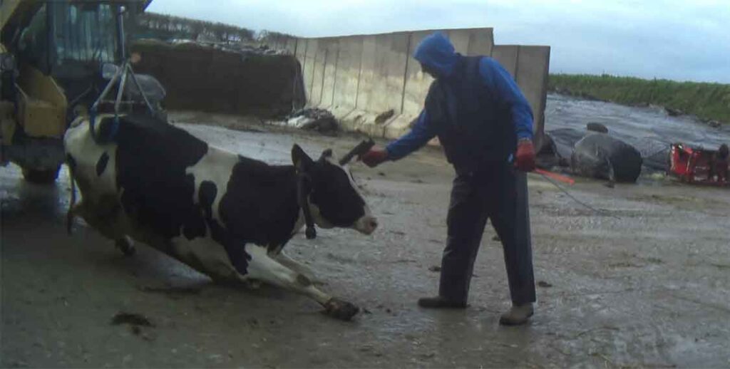 Cow shot in head