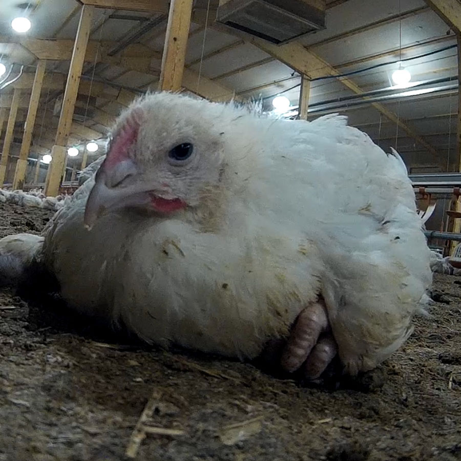 Bird,Beak,Feather,farmed animal,Event,Cage