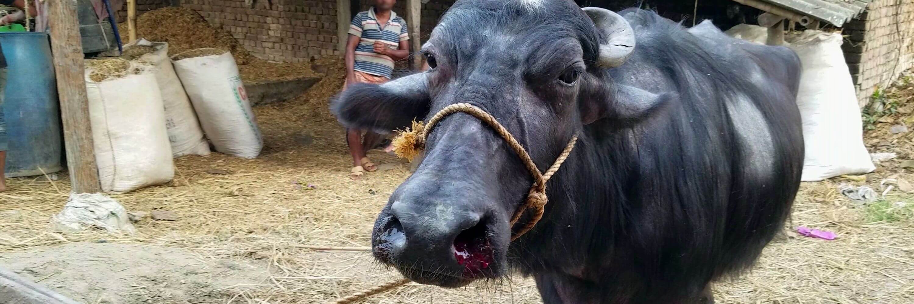 buffalo looking at camera with blood coming out of her nose