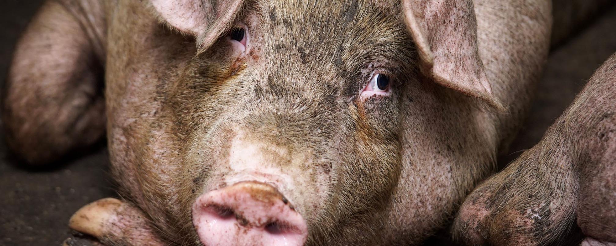 Snout,Close-up,farmed animal,Flesh