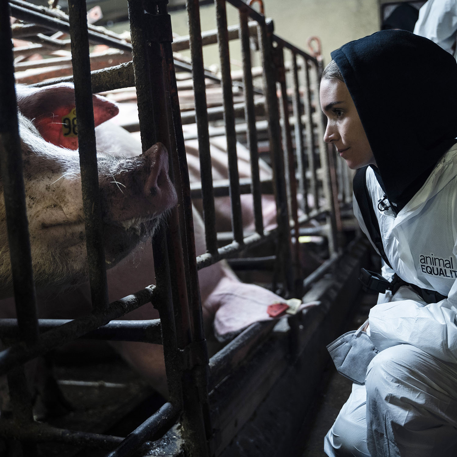 Mammal,Fence,farmed animal,Cap,Metal,Sitting,Sheep