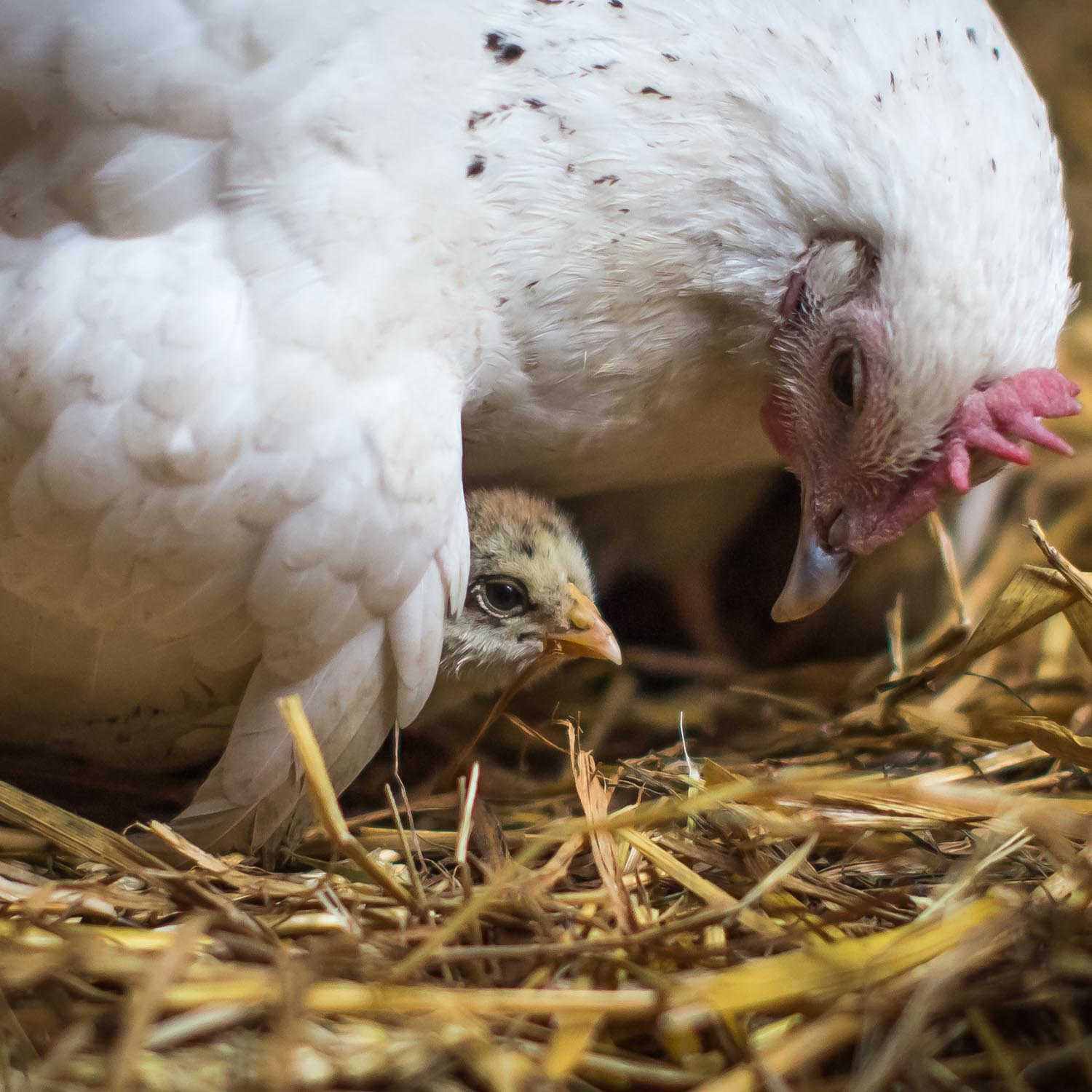 Bird,Beak,Feather,Chicken,Grass,farmed animal
