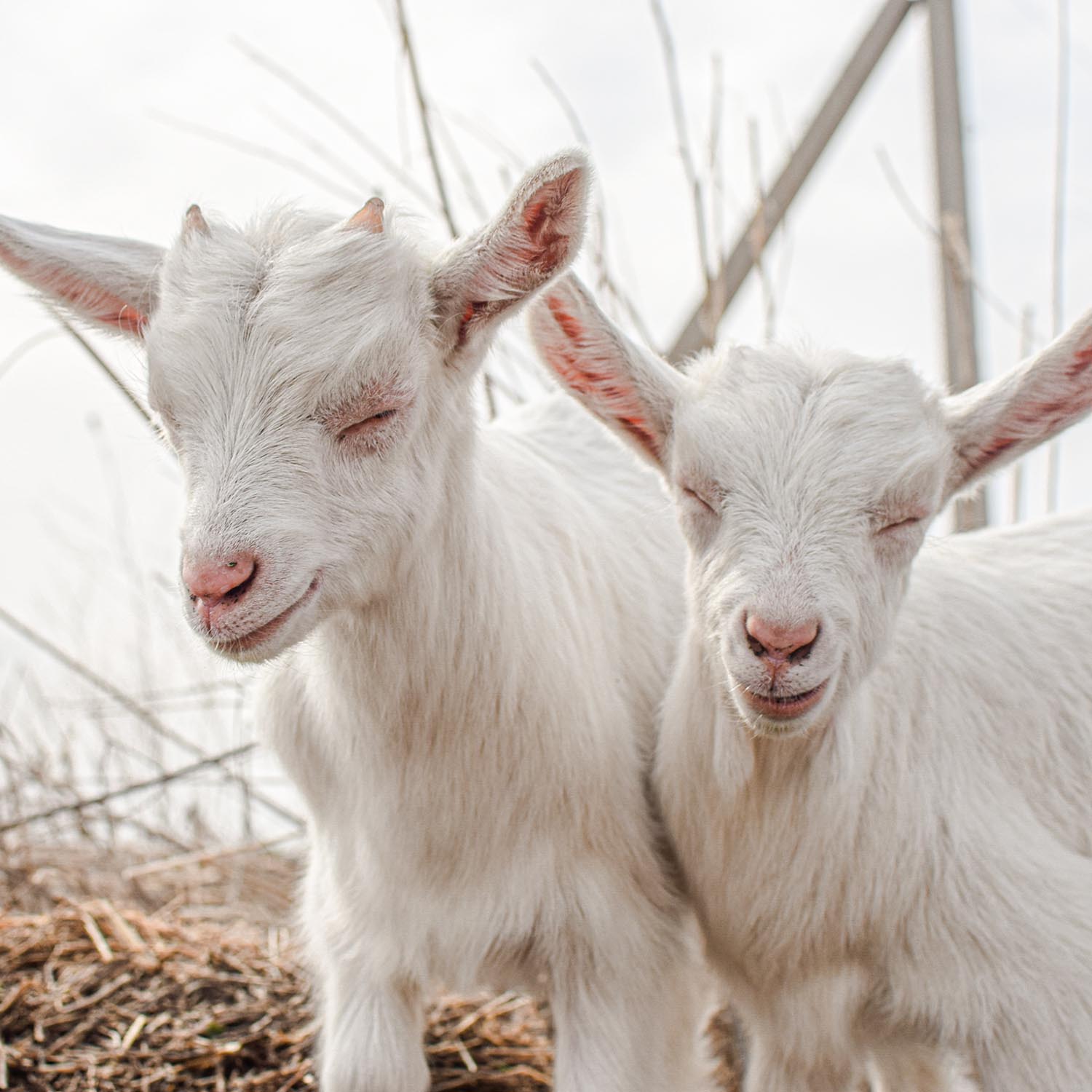 Goat,Mammal,Snout,farmed animal,Goats,Goat-antelope
