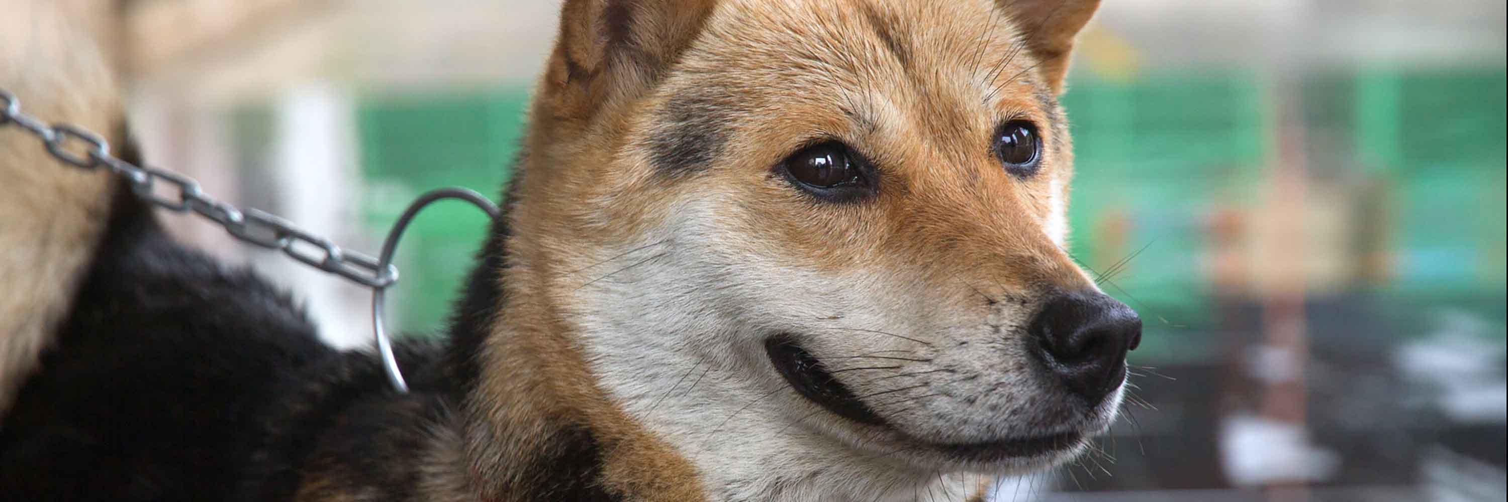 vita the dog