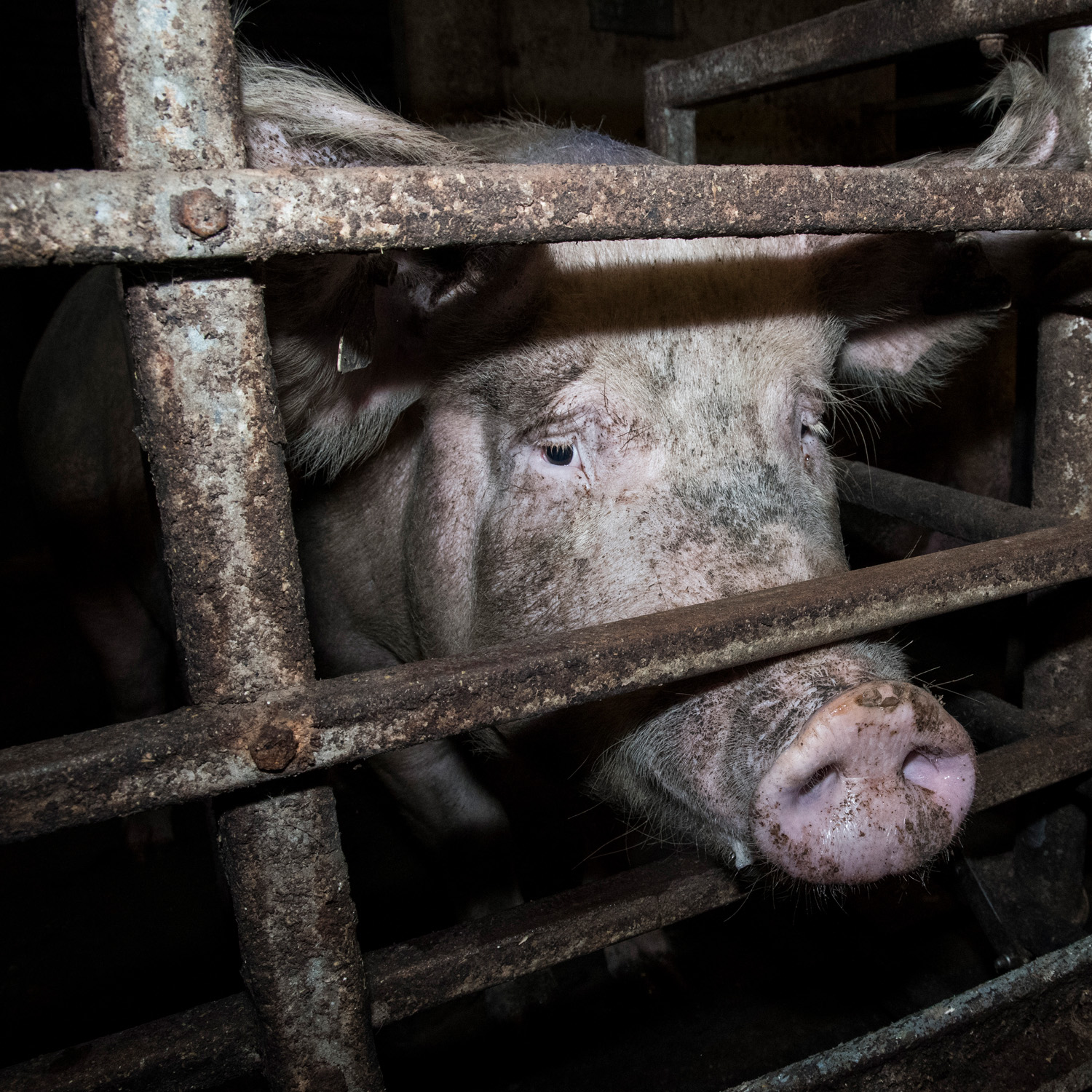 Pig in a cage