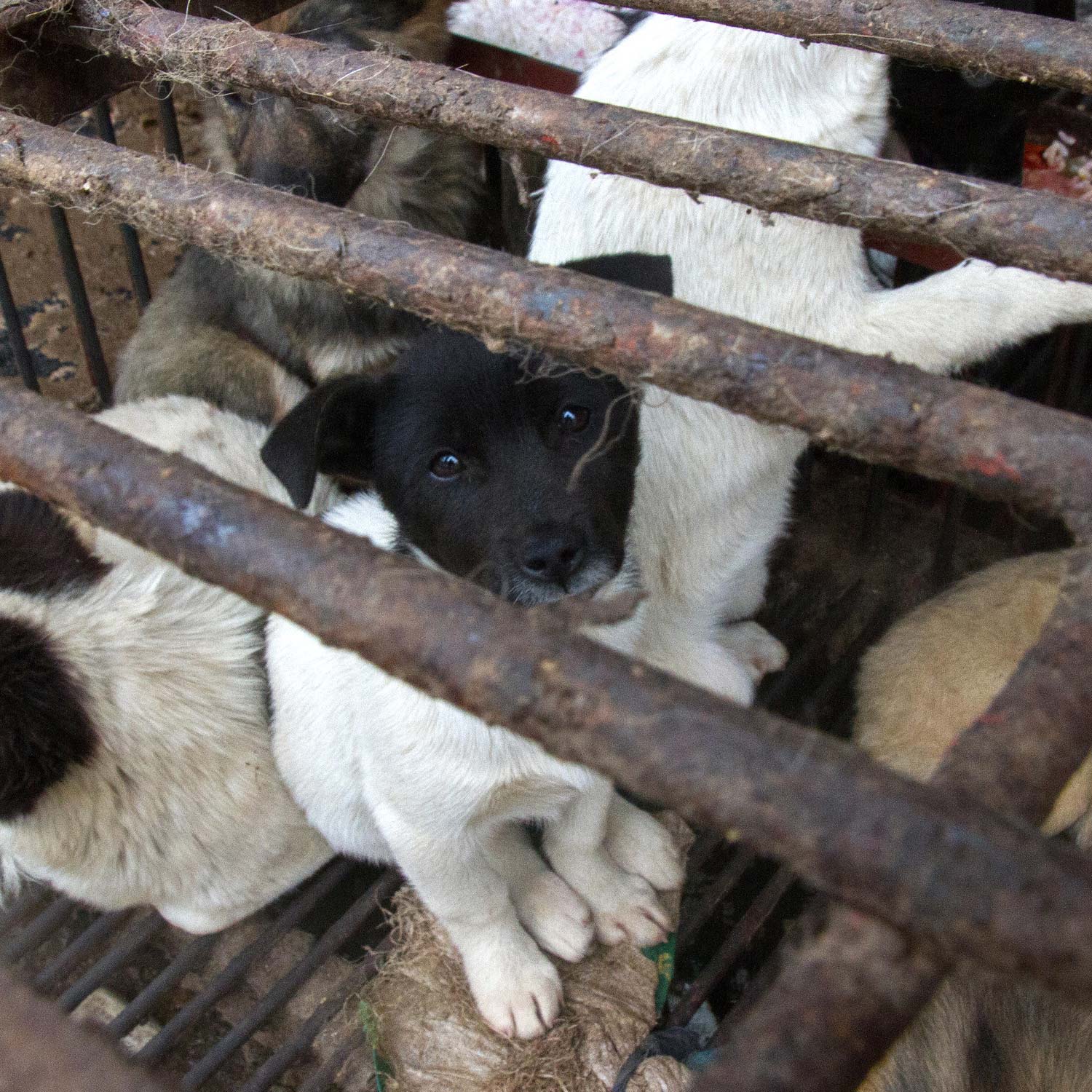 Fence,Snout,Animal shelter,farmed animal,Cage